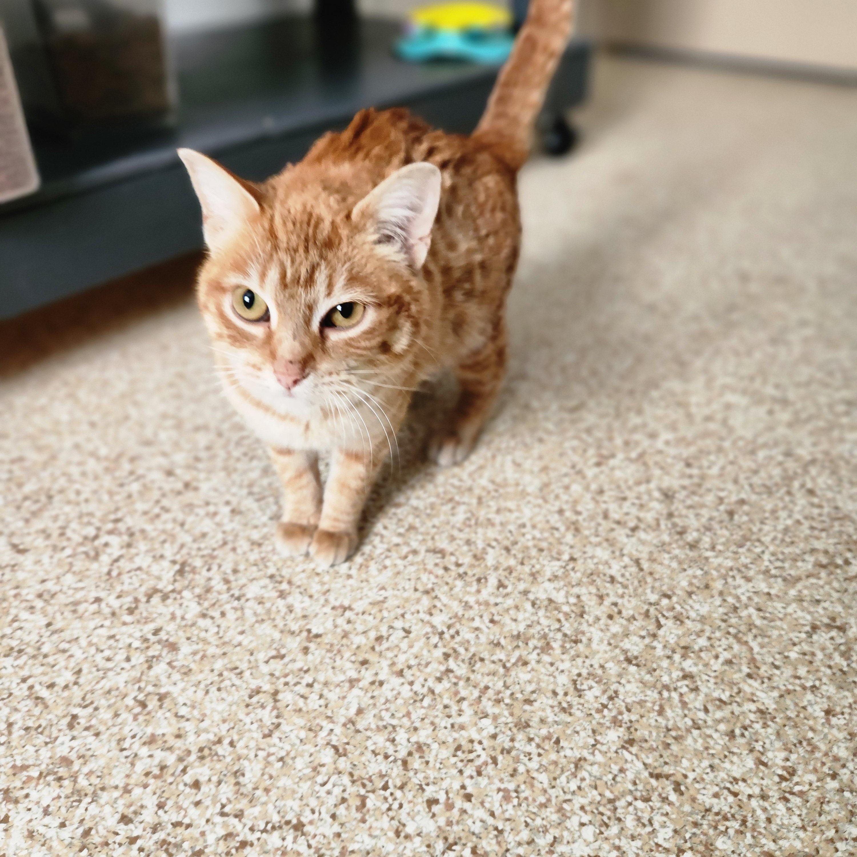 Ember, a ADOPTABLE mixed breed in Waupun, WI image 3/4