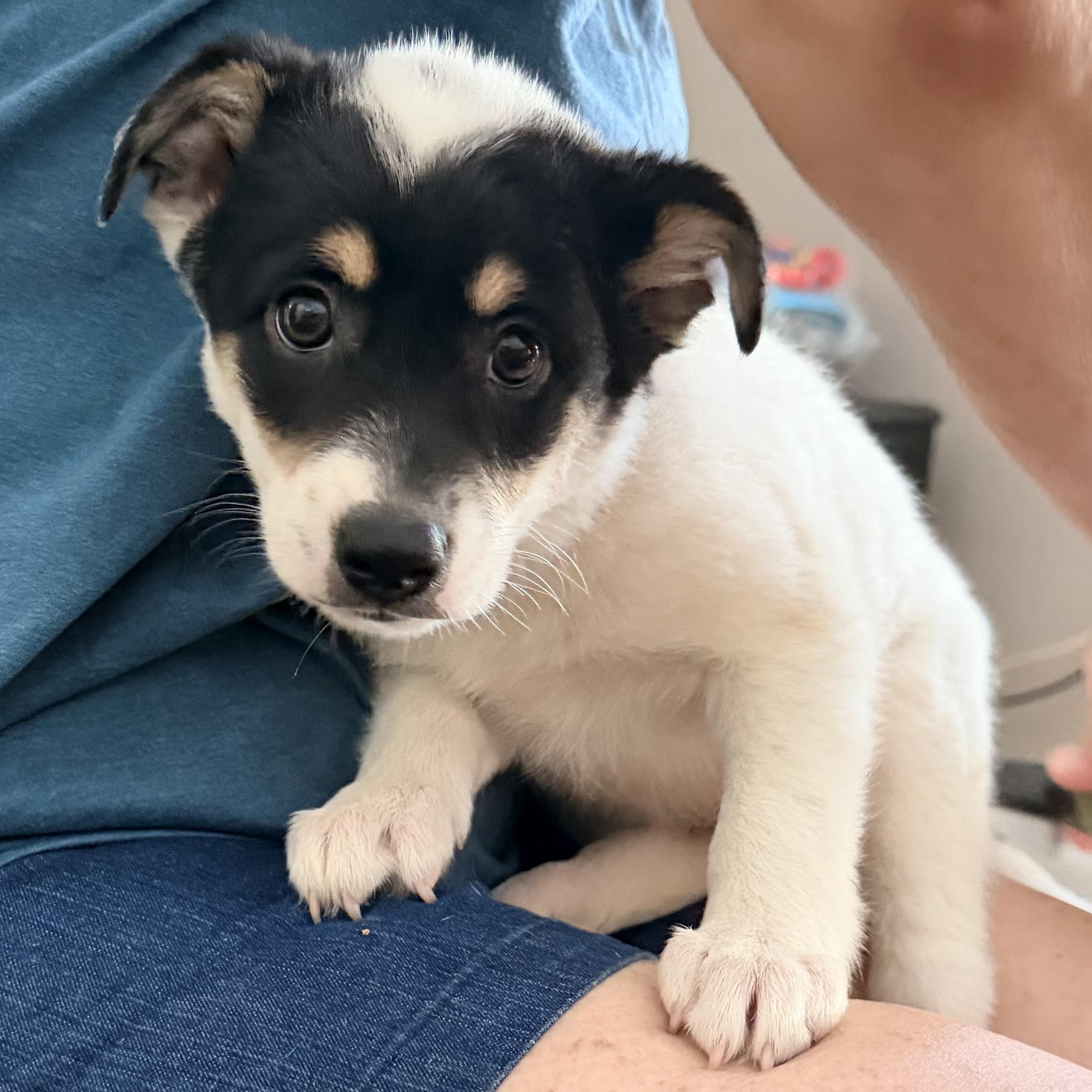 Enlarge Ophelia, a Adoptable mixed breed in Hillsborough, NJ image 2/6