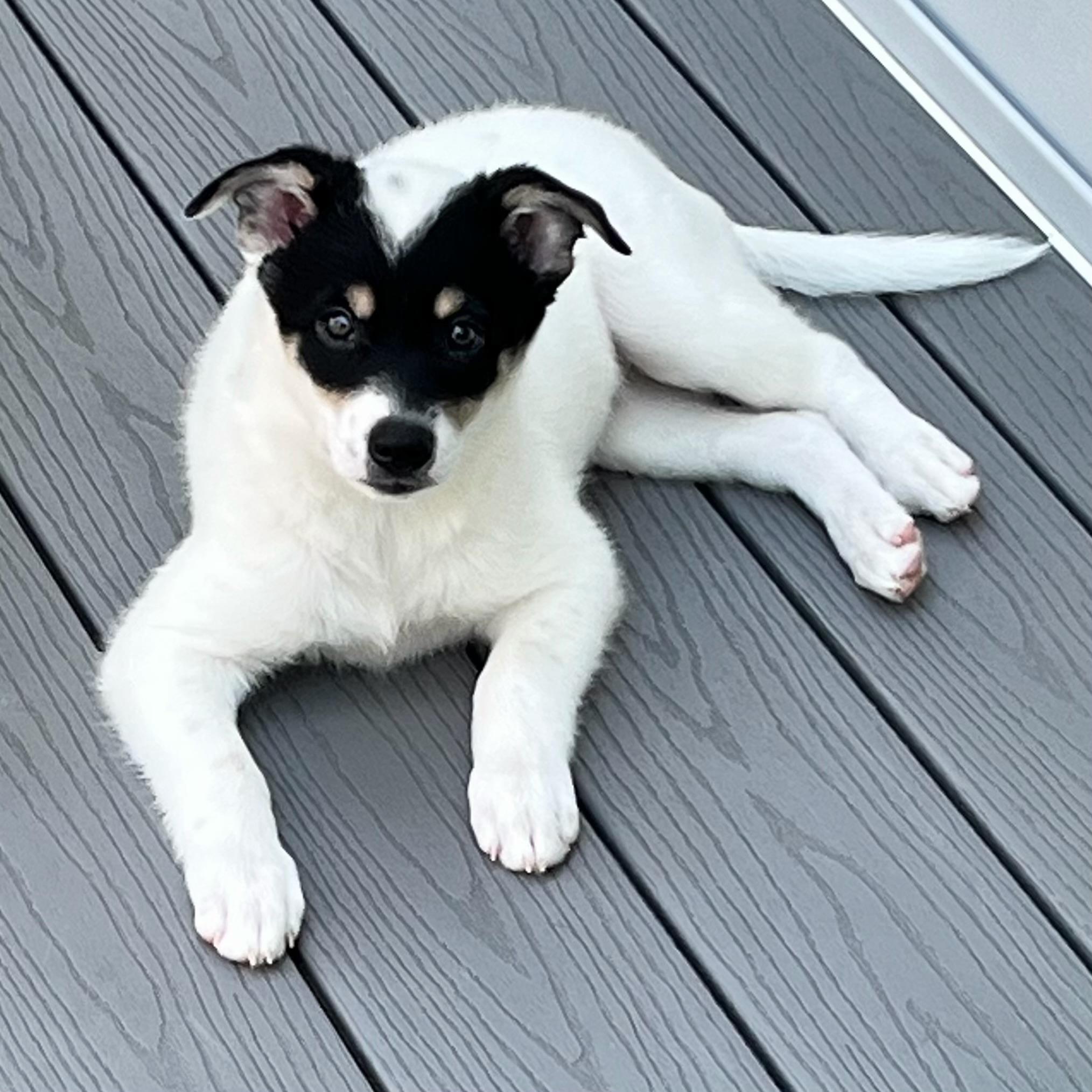 Enlarge Ophelia, a Adoptable mixed breed in Hillsborough, NJ image 6/6