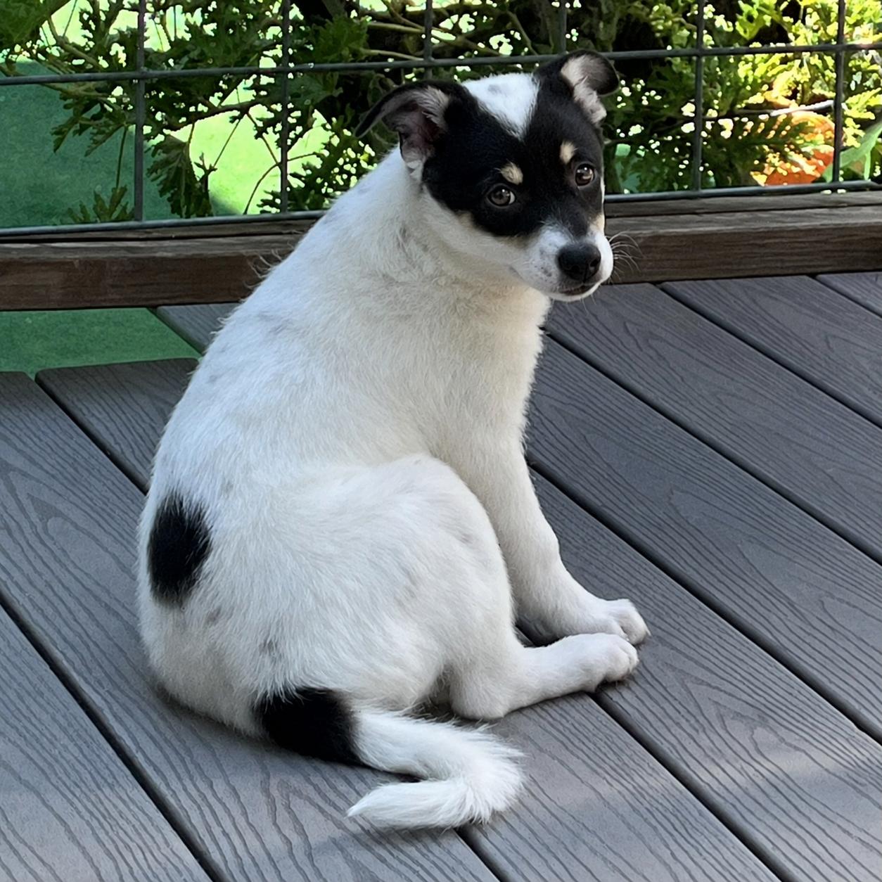Ophelia, Adoptable, Puppy Female Cattle Dog & Eskimo Dog.