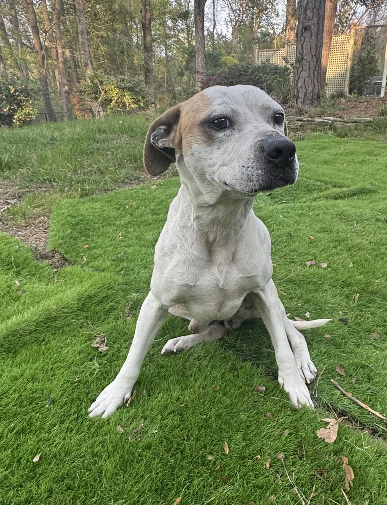 Enlarge Chance, a Adoptable mixed breed in Florence, SC image 2/5