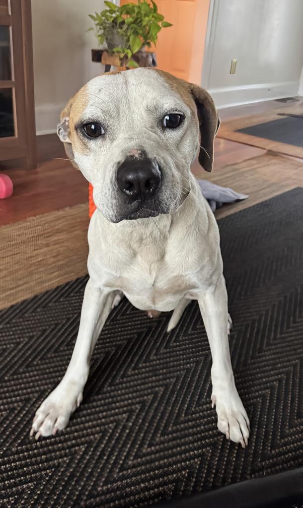 Enlarge Chance, a Adoptable mixed breed in Florence, SC image 3/5