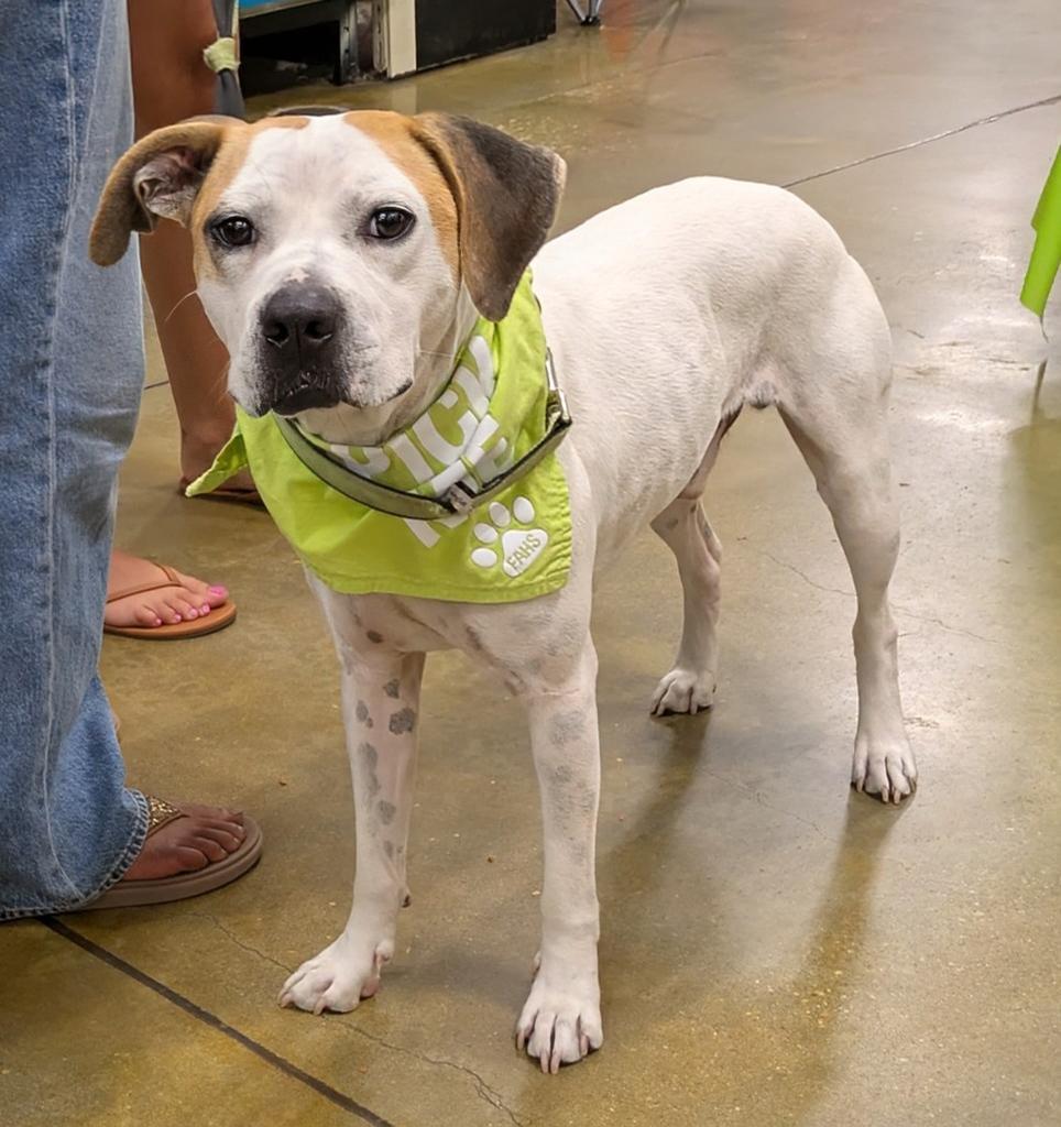 Enlarge Chance, a Adoptable mixed breed in Florence, SC image 4/5