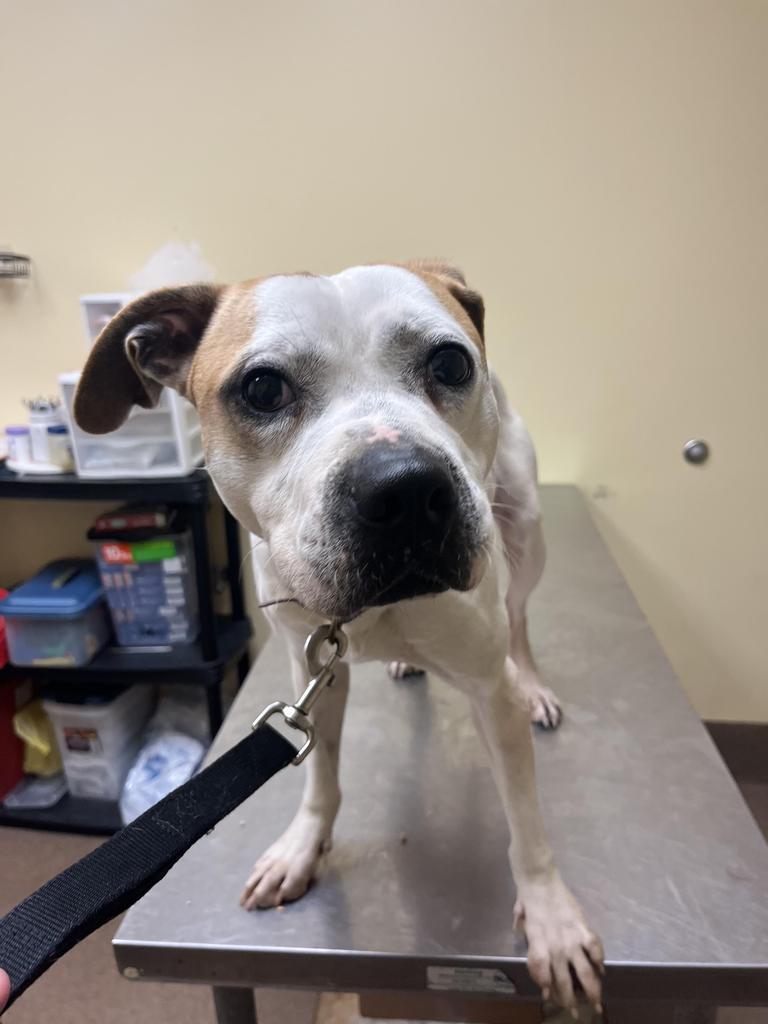 Enlarge Chance, a Adoptable mixed breed in Florence, SC image 5/5