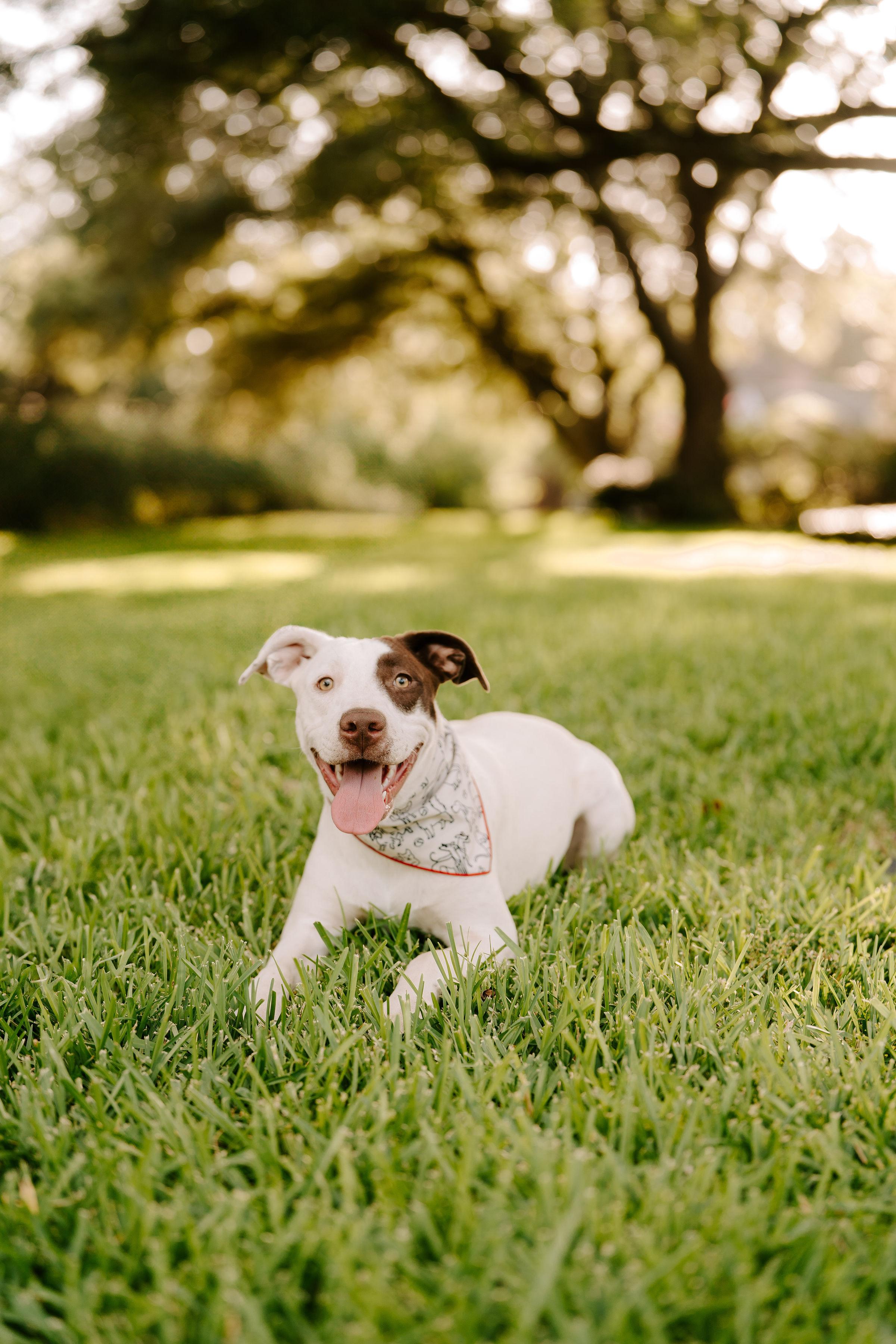 Vada, an adoptable Pit Bull Terrier, Labrador Retriever in Vineyard, UT, 84058 | Photo Image 4