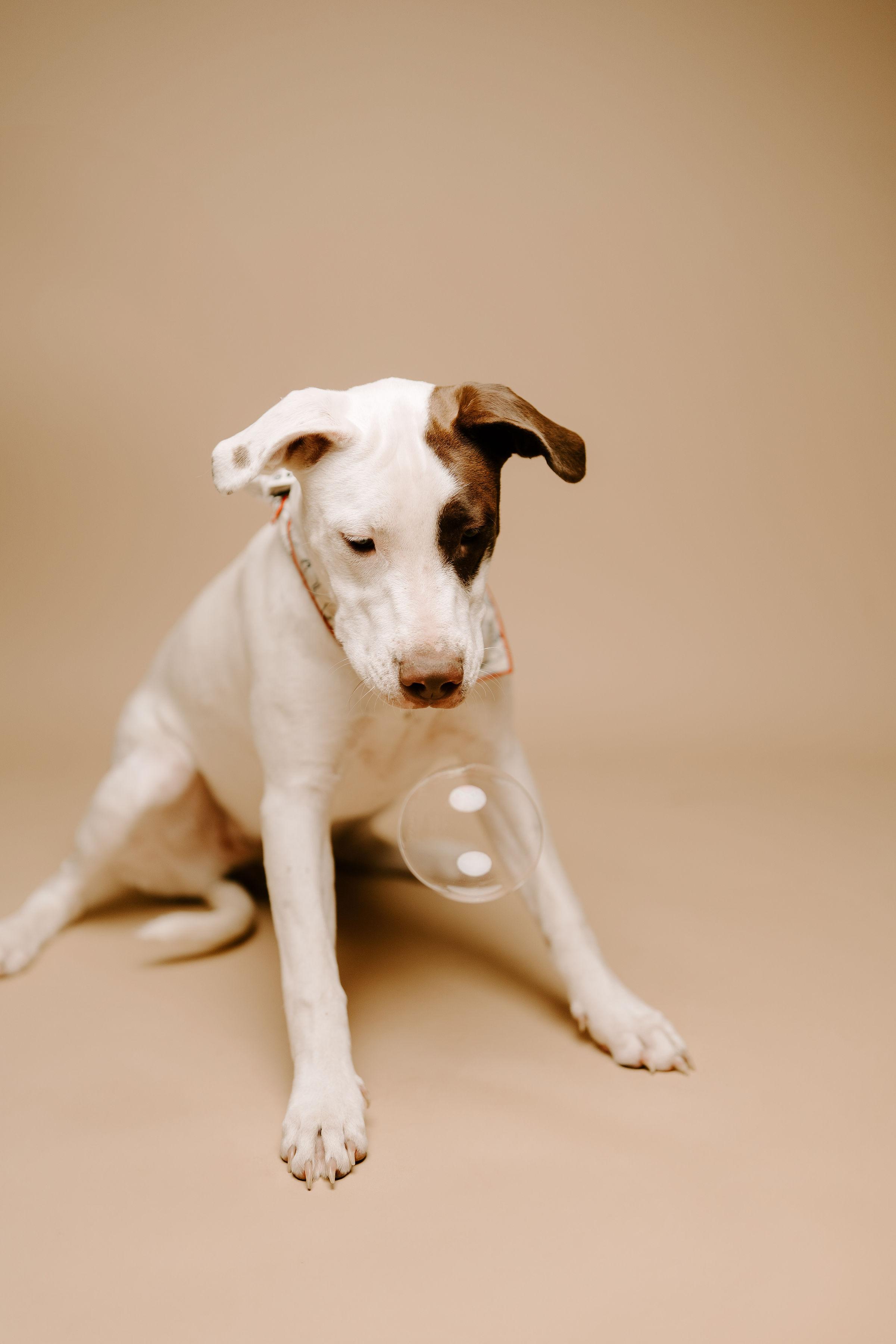 Vada, an adoptable Pit Bull Terrier, Labrador Retriever in Vineyard, UT, 84058 | Photo Image 3