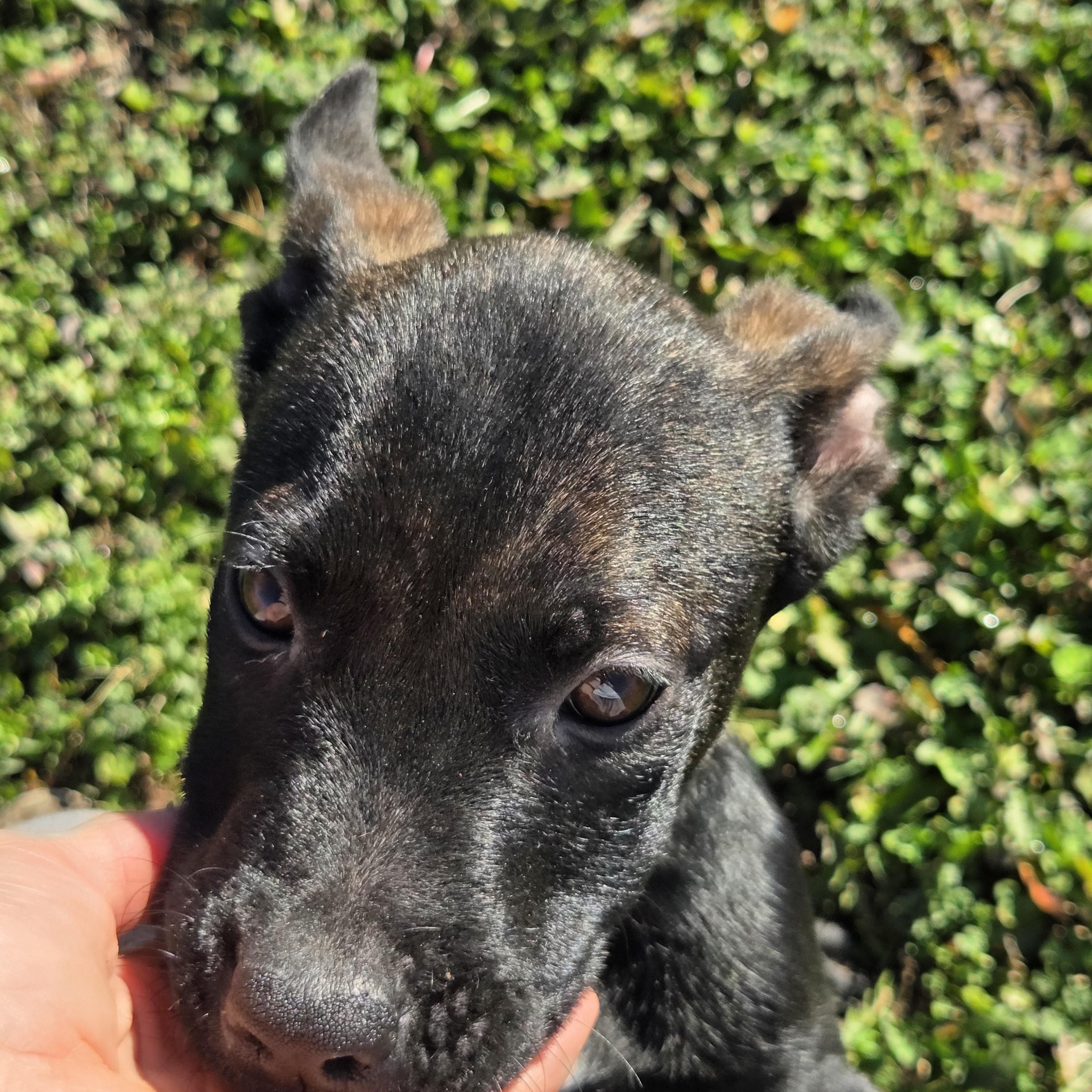 Enlarge Nero, a ADOPTABLE mixed breed in Owasso, OK image 1/3