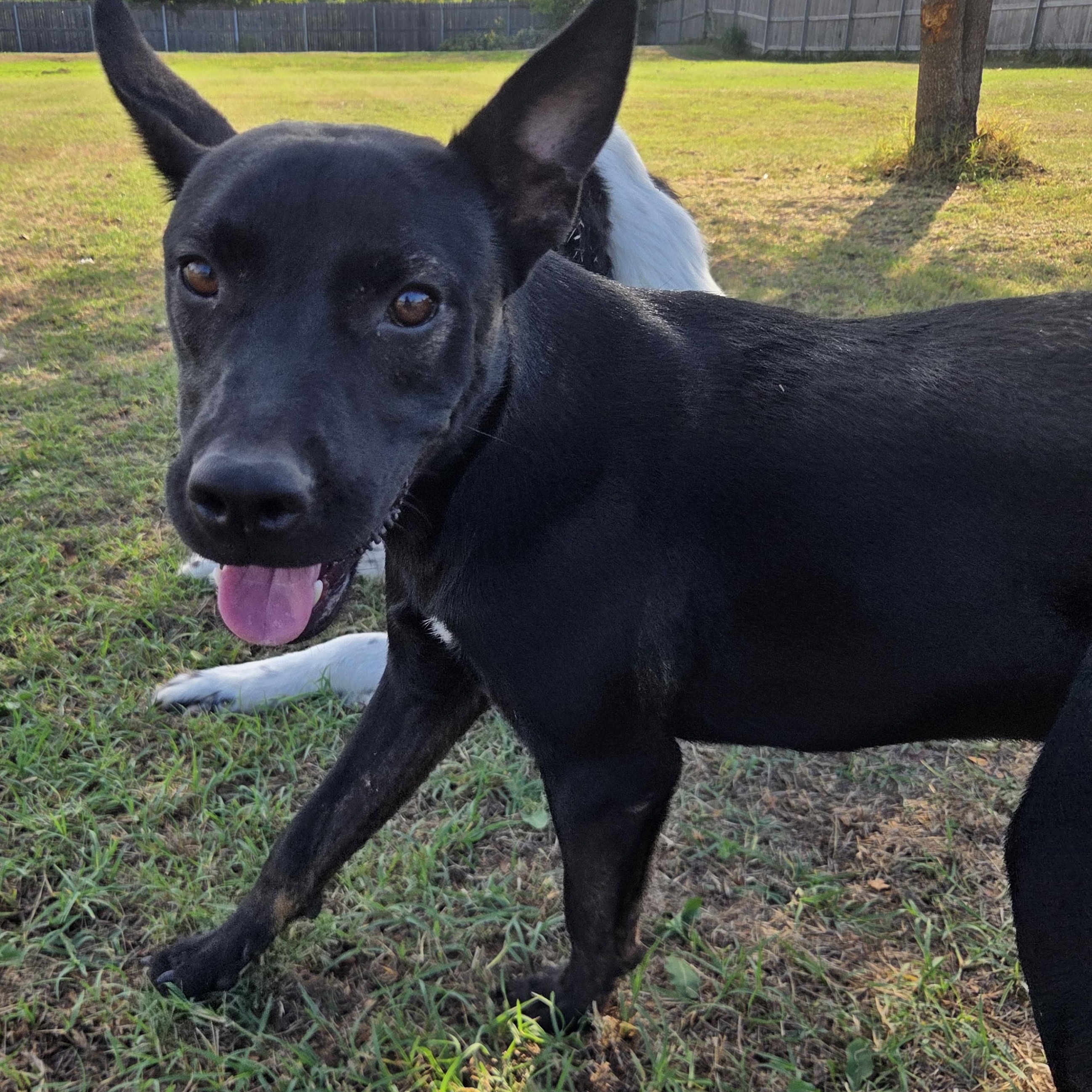 Nero, Adoptable, Young Male French Bulldog & German Shepherd Dog.