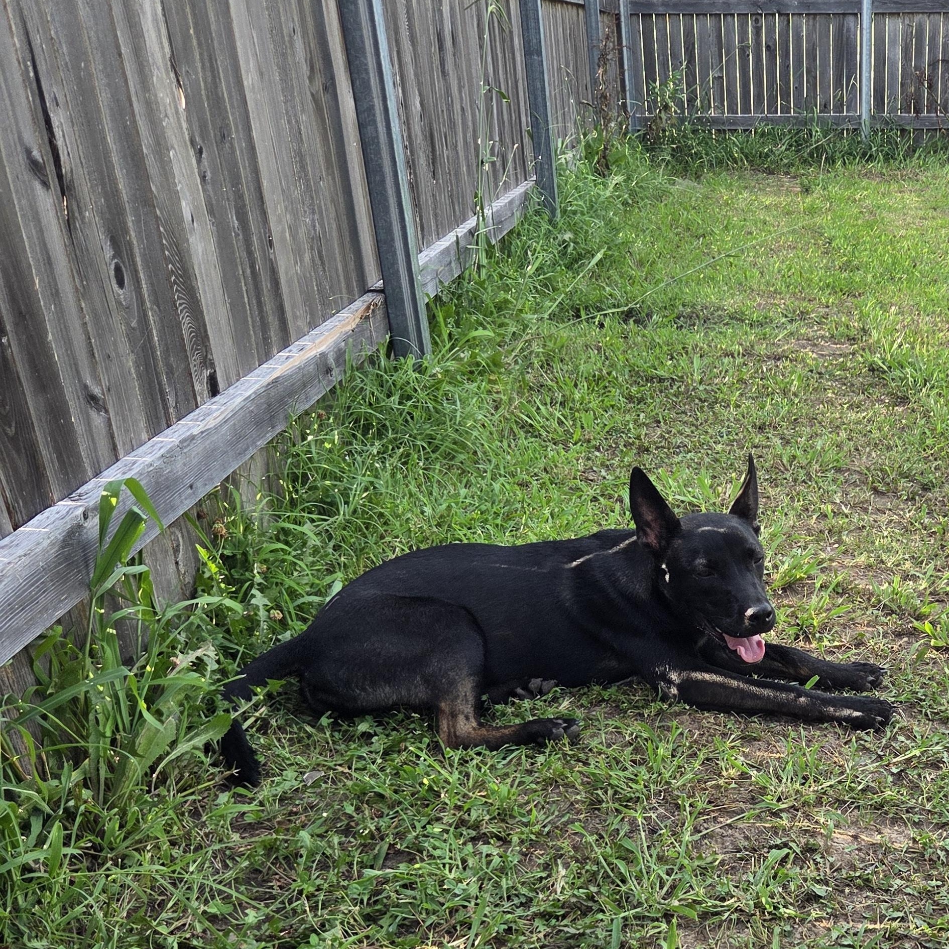 Enlarge Nero, a Adoptable mixed breed in Owasso, OK image 4/6