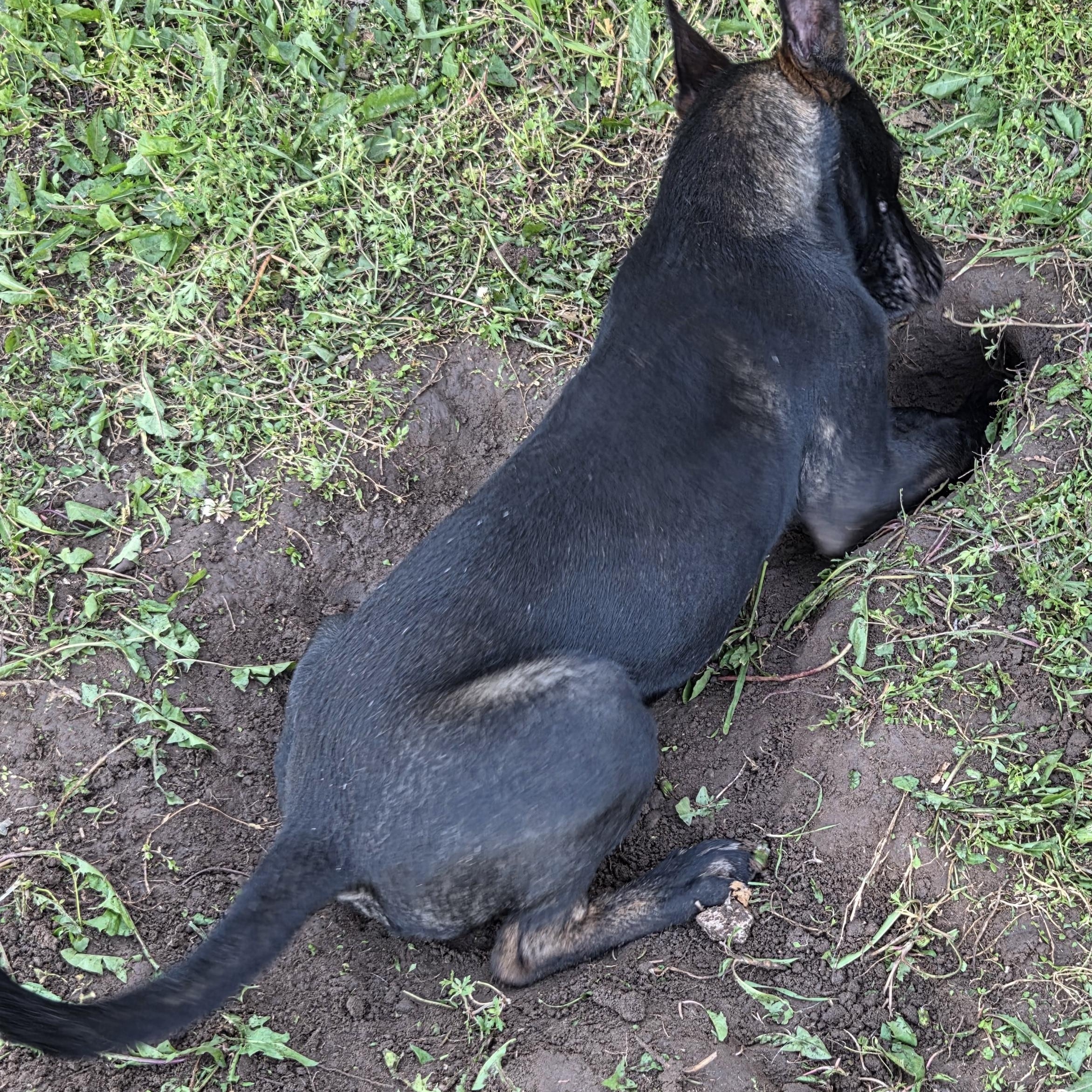 Enlarge Nero, a Adoptable mixed breed in Owasso, OK image 6/6