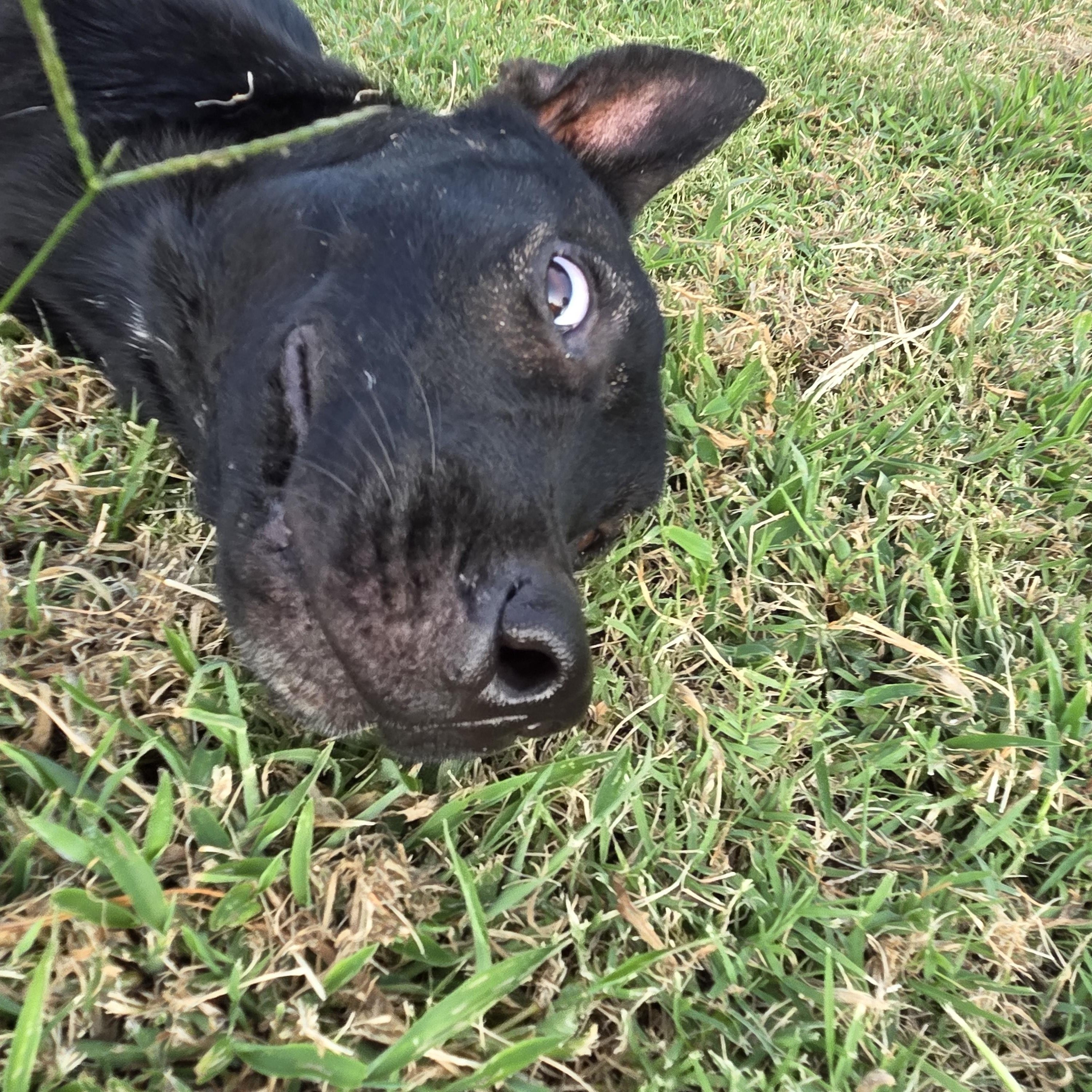 Enlarge Nero, a Adoptable mixed breed in Owasso, OK image 2/6