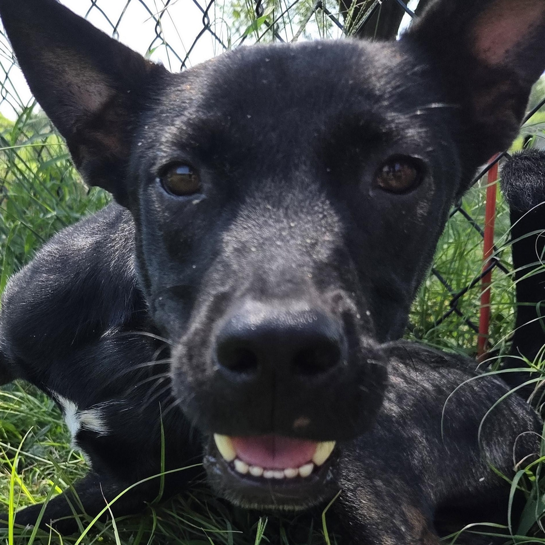 Enlarge Nero, a Adoptable mixed breed in Owasso, OK image 3/6