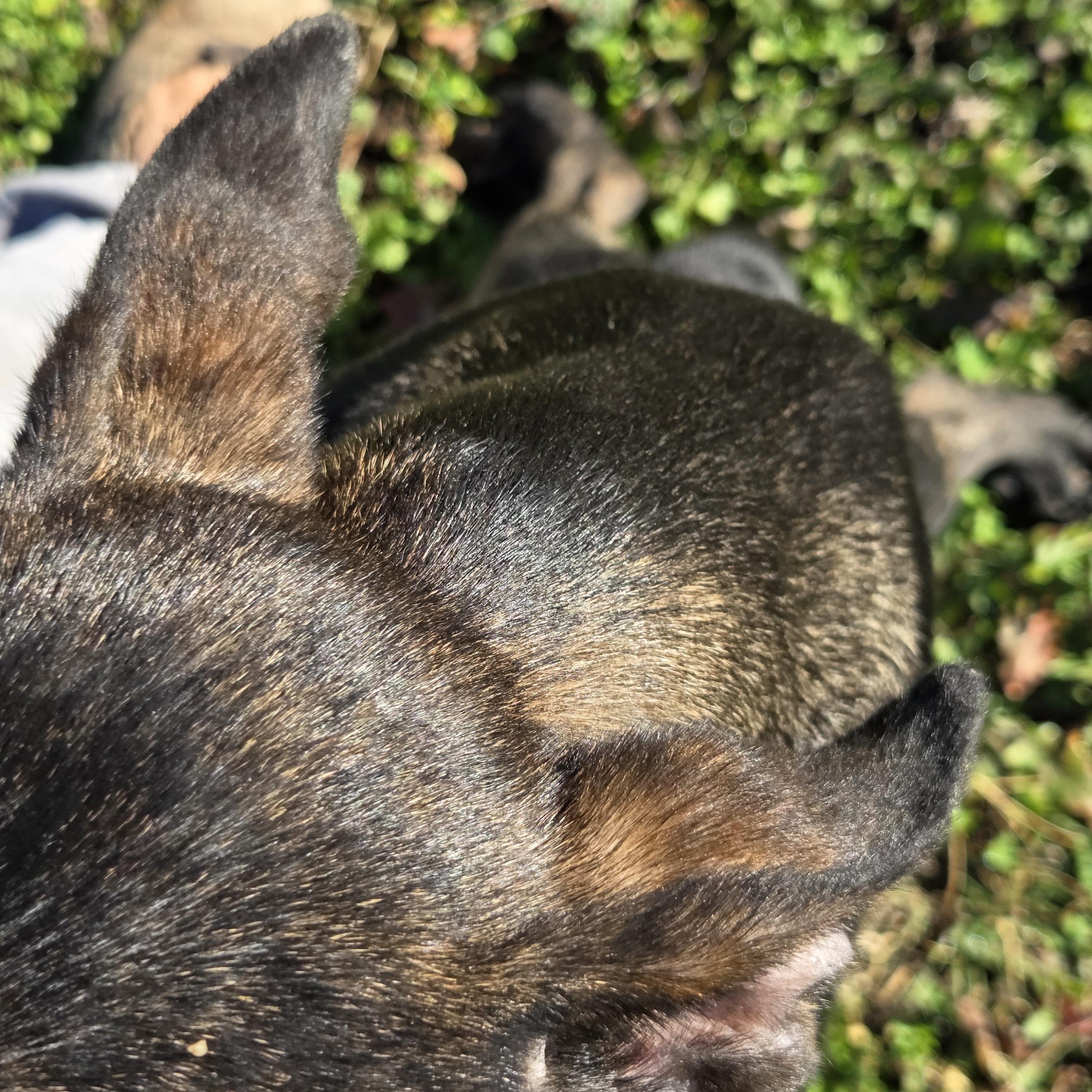 Enlarge Nero, a ADOPTABLE mixed breed in Owasso, OK image 2/3