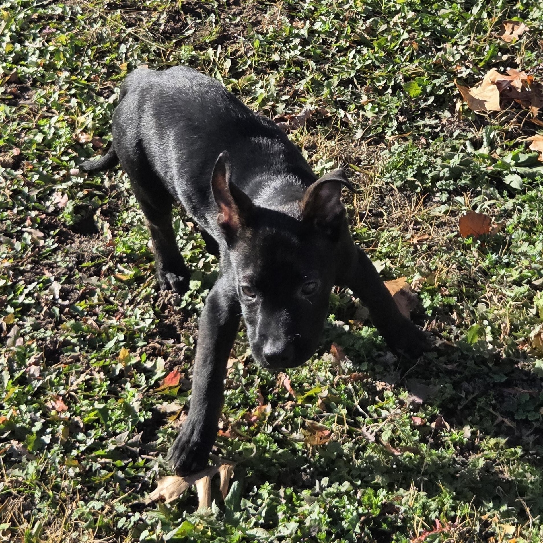 Enlarge Nero, a ADOPTABLE mixed breed in Owasso, OK image 3/3