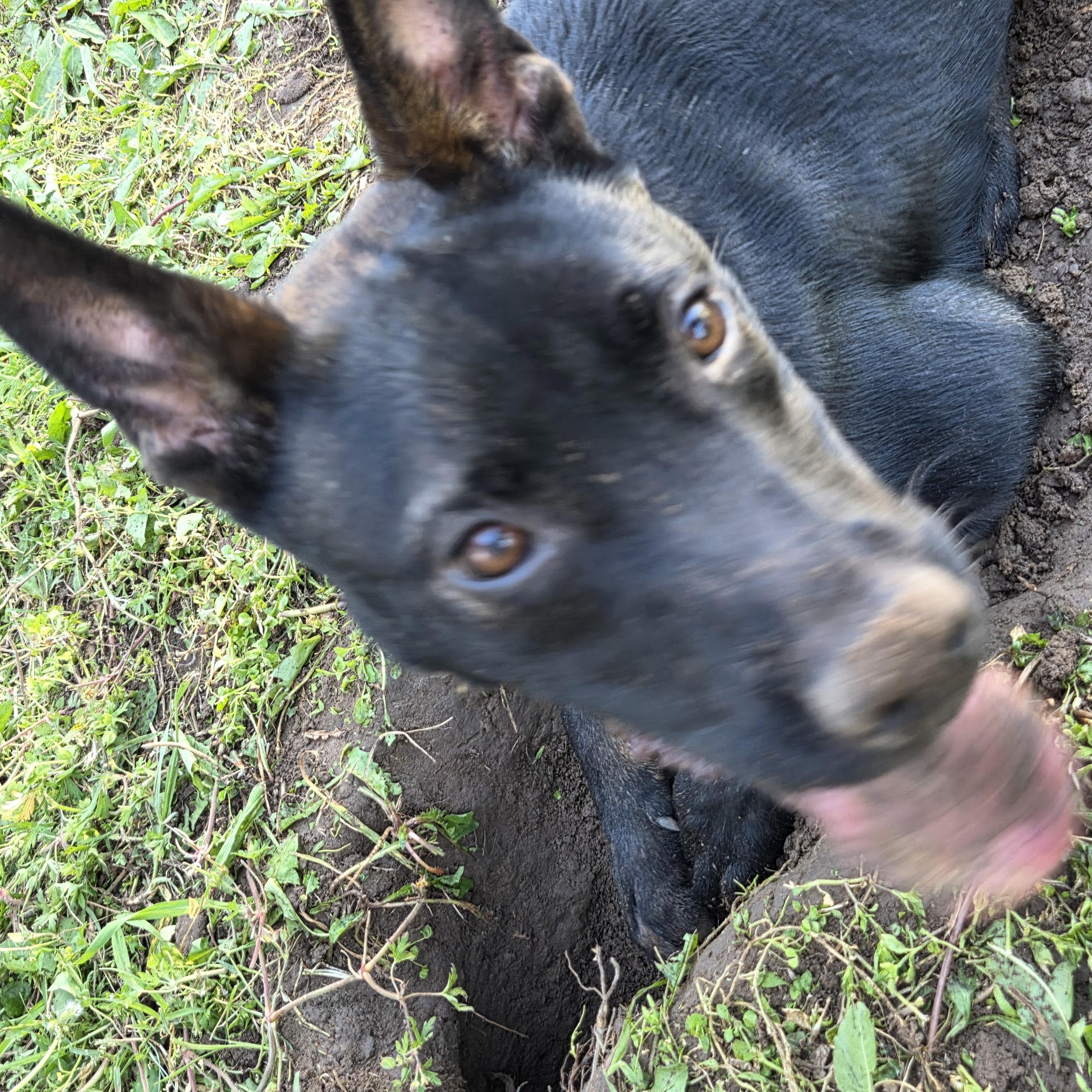 Enlarge Nero, a Adoptable mixed breed in Owasso, OK image 5/6