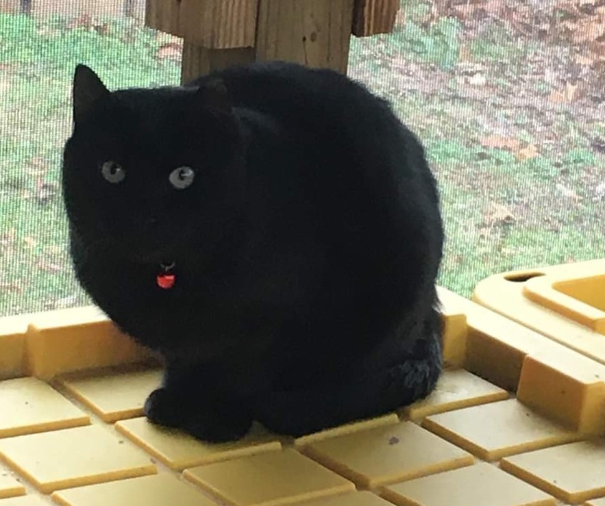 Enlarge Barn Cats / Working Cats Available, a Adoptable mixed breed in Norfolk, VA image 10/11