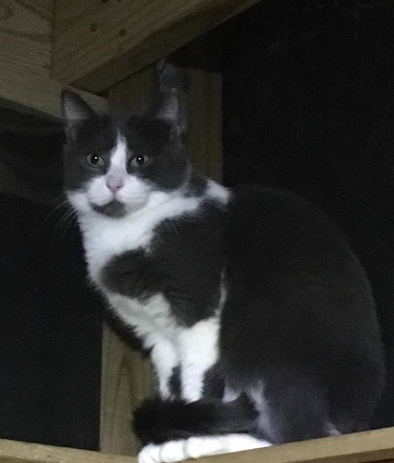 Enlarge Barn Cats / Working Cats Available, a Adoptable mixed breed in Norfolk, VA image 11/11