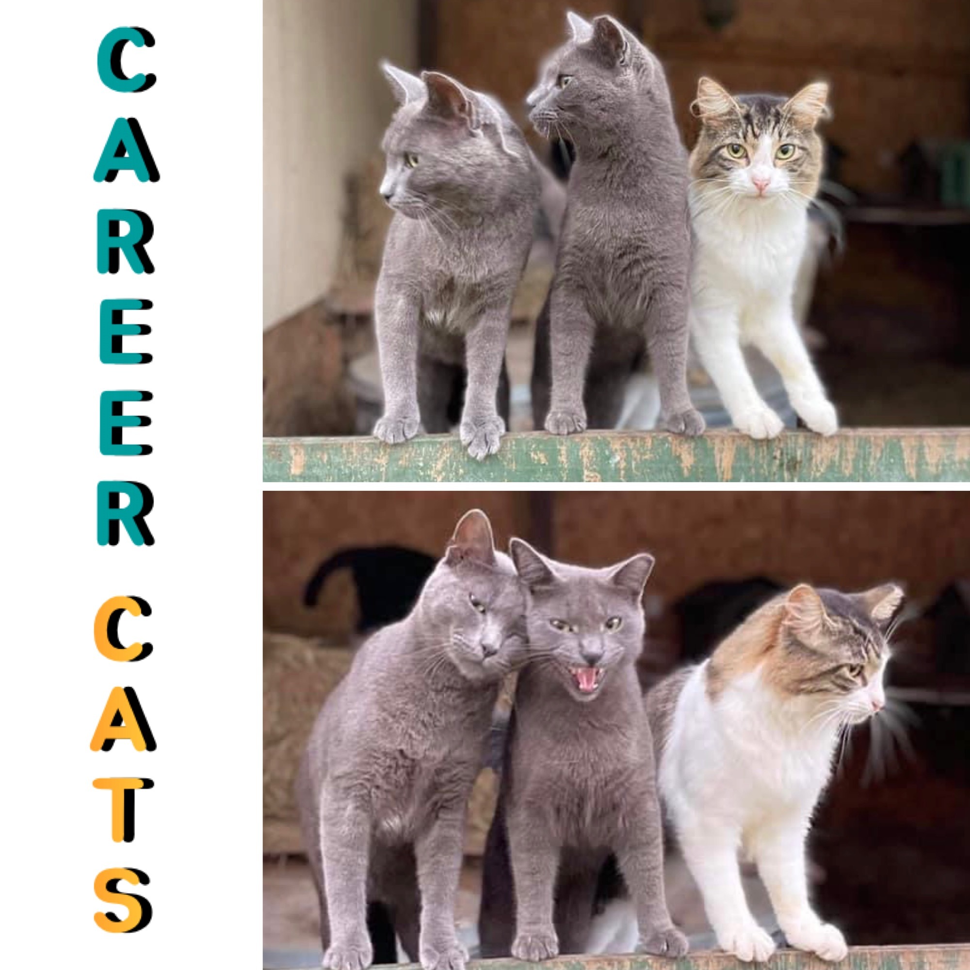 Enlarge Barn Cats / Working Cats Available, a Adoptable mixed breed in Norfolk, VA image 9/11