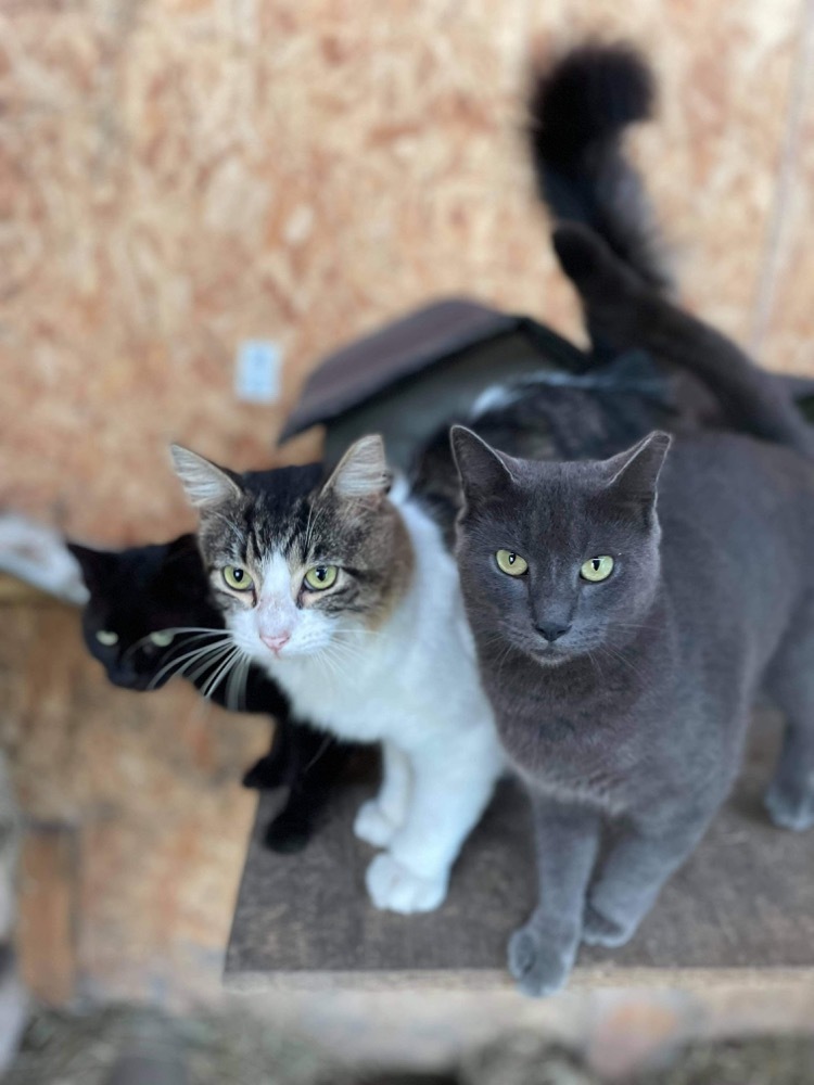 Barn Cats / Working Cats Available, a Adoptable mixed breed in Norfolk, VA image 1/11