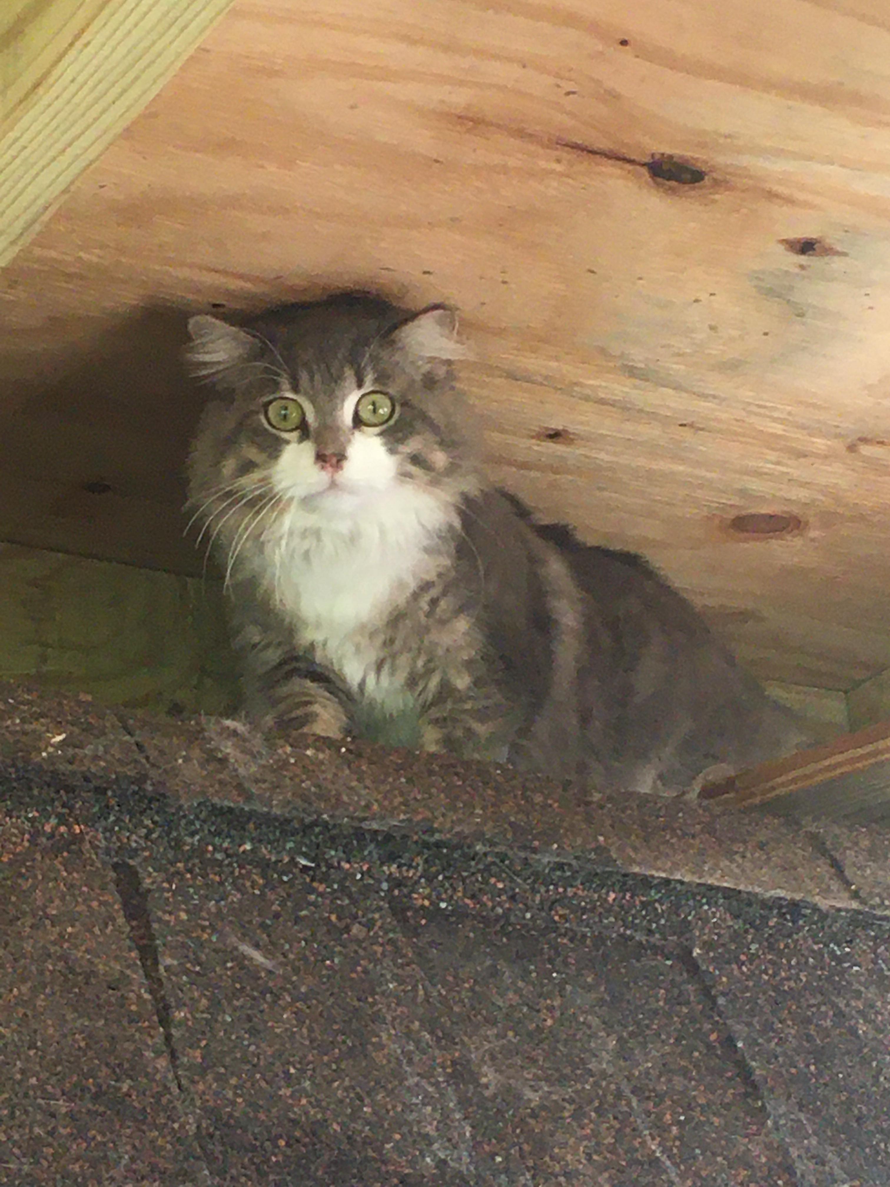 Enlarge Barn Cats / Working Cats Available, a Adoptable mixed breed in Norfolk, VA image 8/11