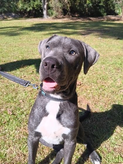 Rogi Wiggles, a Adoptable Mixed Breed in Savannah, GA image 1/3