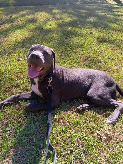 Rogi Wiggles, a Adoptable Mixed Breed in Savannah, GA image 2/3