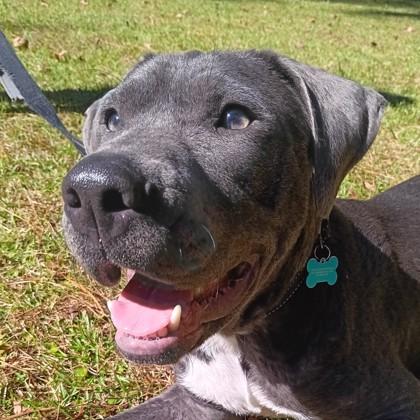 Rogi Wiggles, a Adoptable Mixed Breed in Savannah, GA image 3/3