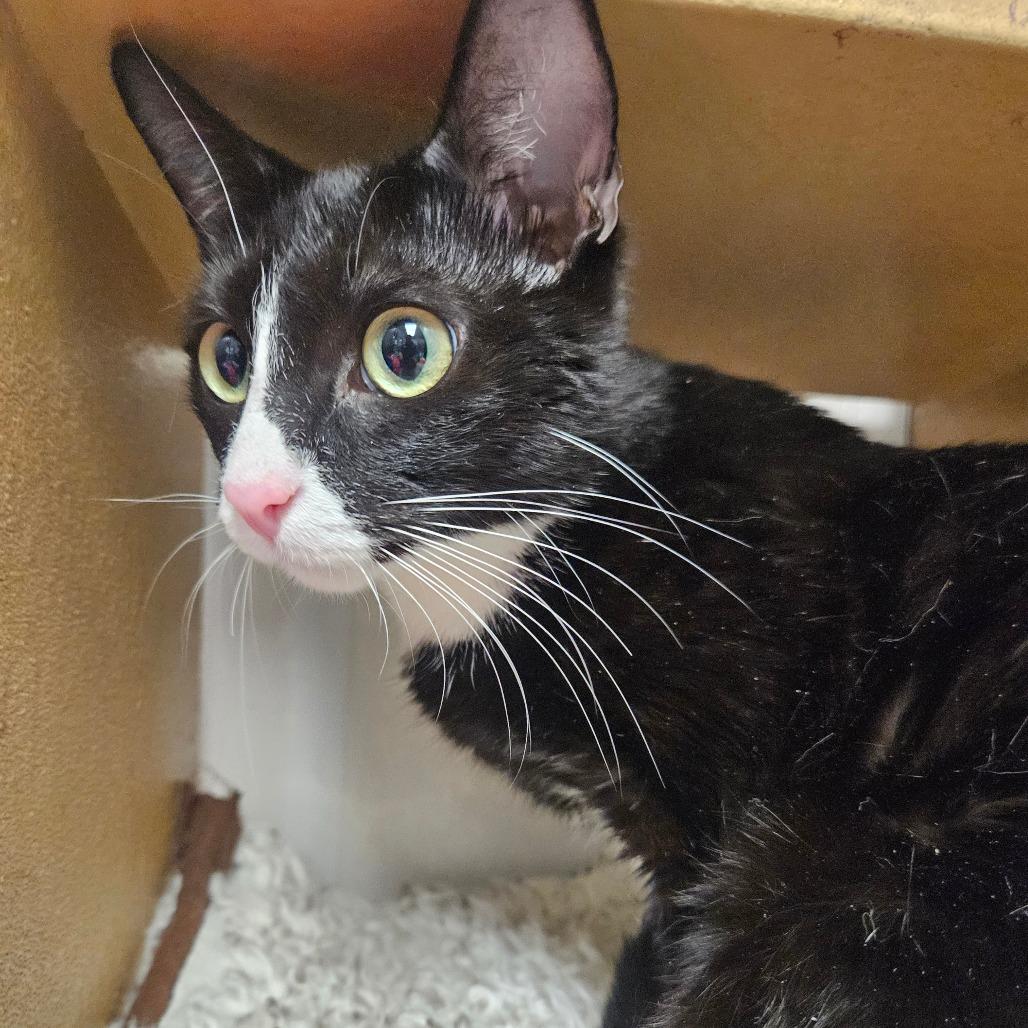 Enlarge Gills, a Adoptable Domestic Short Hair in Grantsville, UT image 1/1