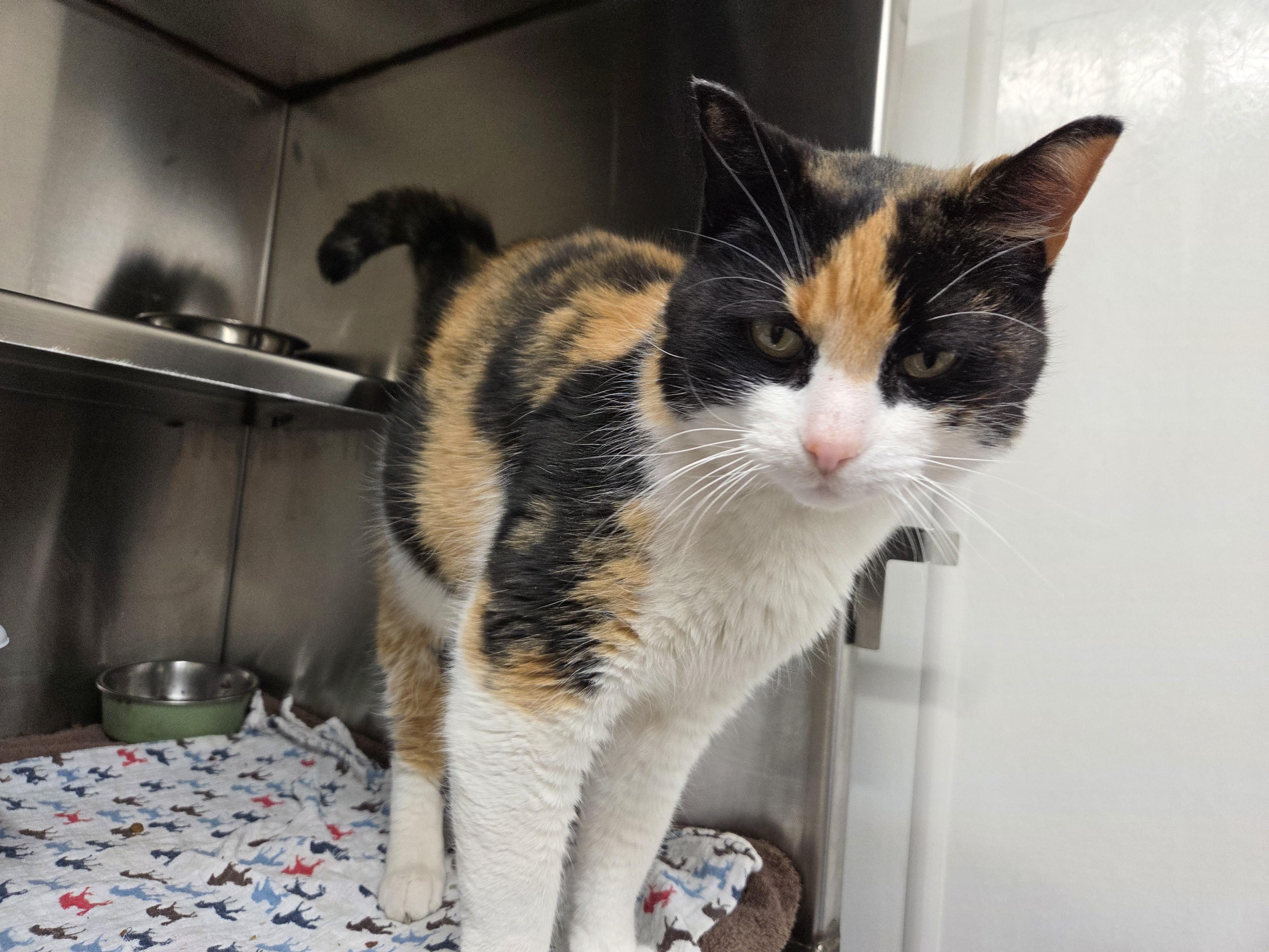 Lexi, ADOPTABLE, Adult Female Domestic Short Hair.