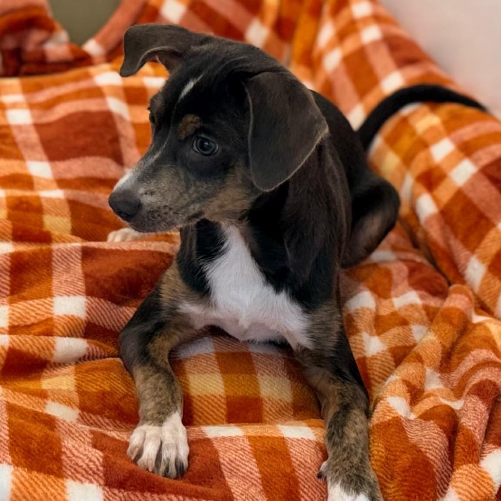 Tia, Adoptable, Puppy Female Terrier & Mixed Breed.