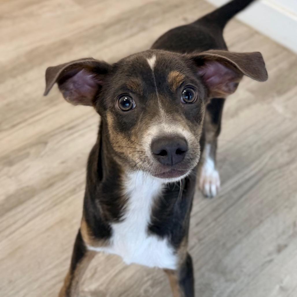 Enlarge Tia, a Adoptable mixed breed in Green Bay, WI image 2/6