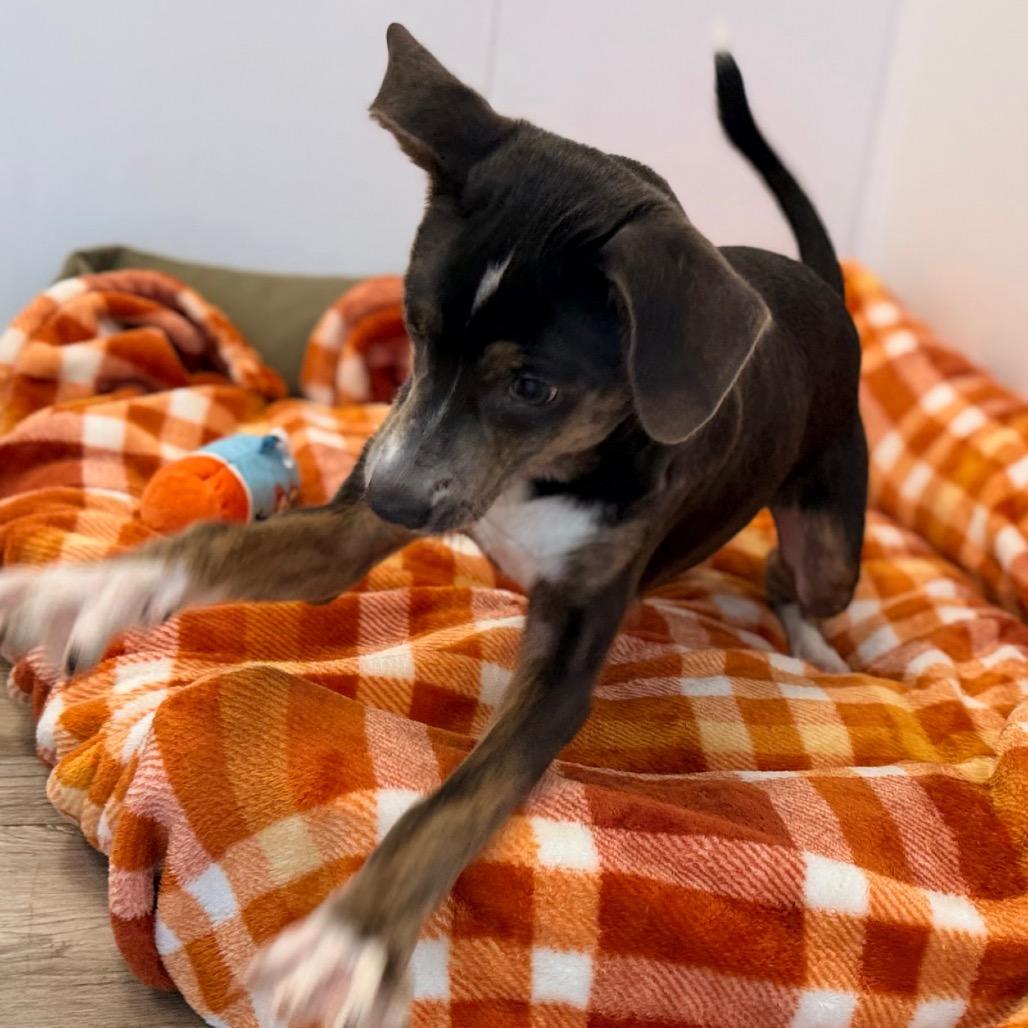 Enlarge Tia, a Adoptable mixed breed in Green Bay, WI image 3/6