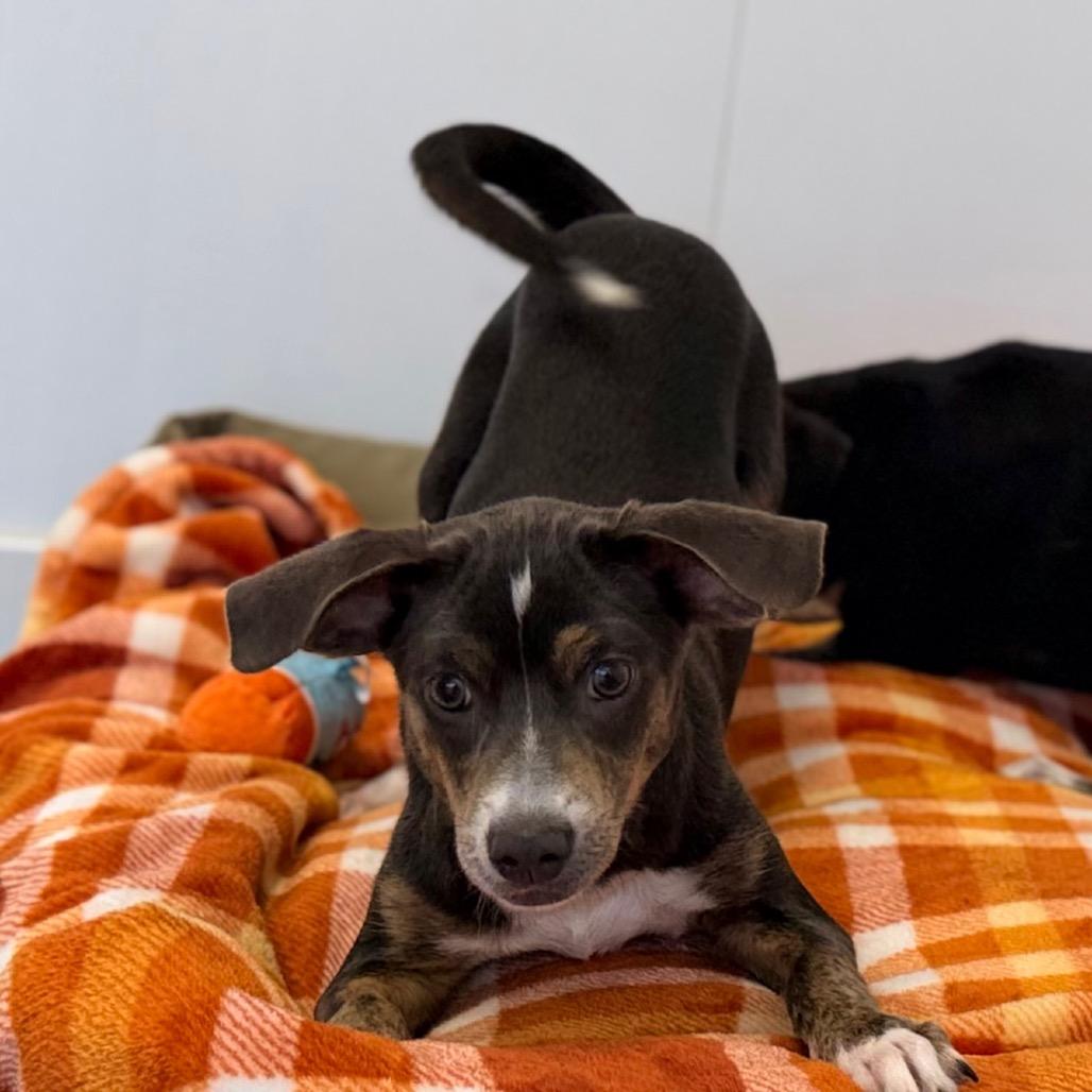 Enlarge Tia, a Adoptable mixed breed in Green Bay, WI image 4/6