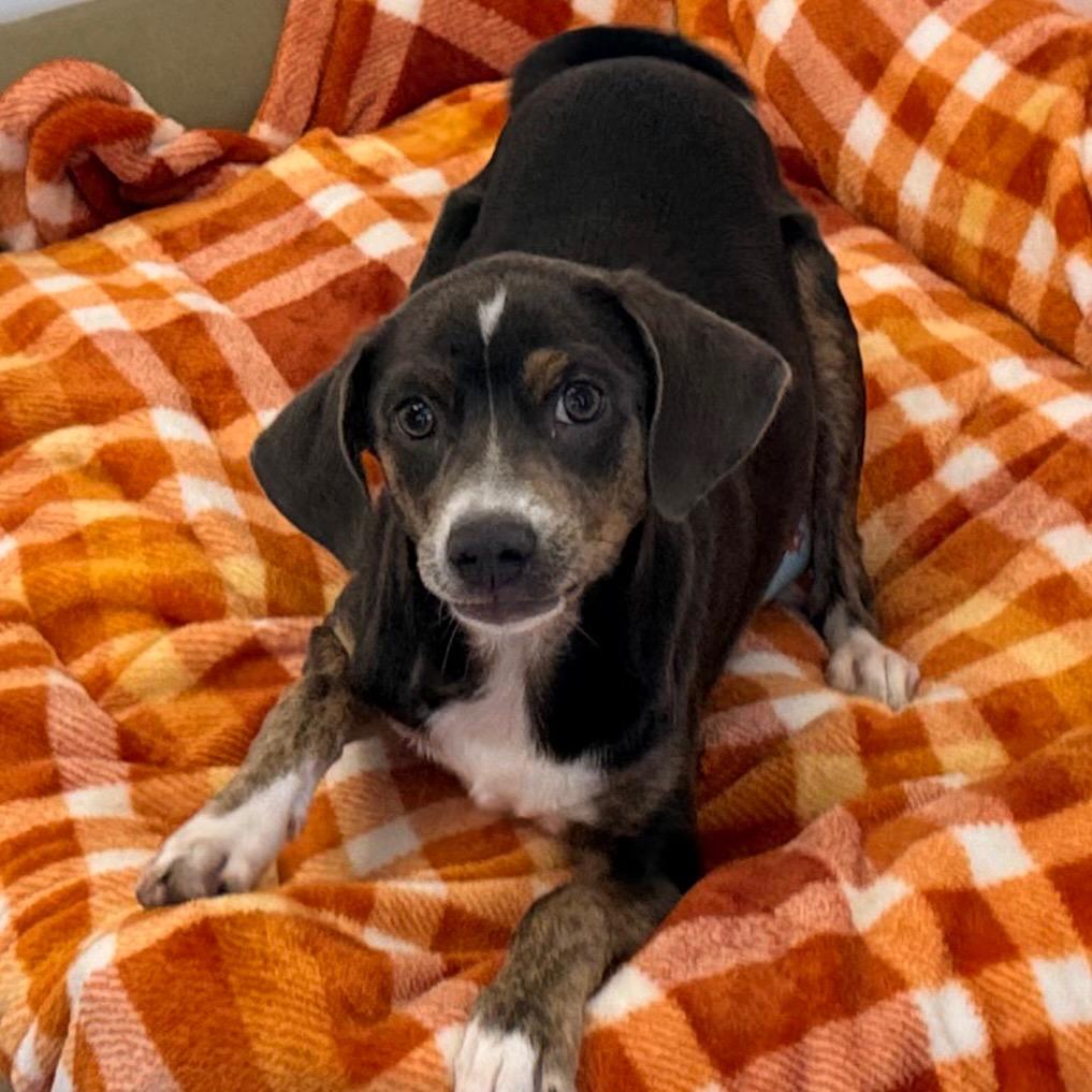 Enlarge Tia, a Adoptable mixed breed in Green Bay, WI image 5/6