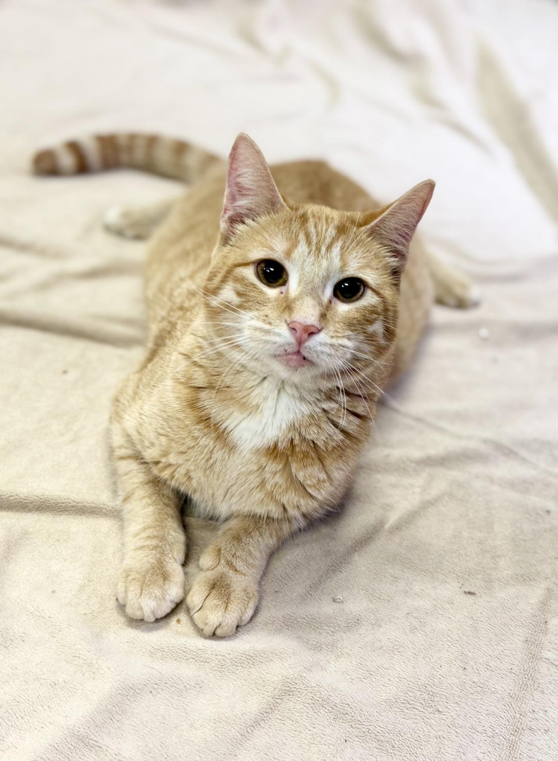 Teeter Totter (wobbly cat), a Adoptable Domestic Short Hair in Covington, LA image 5/6