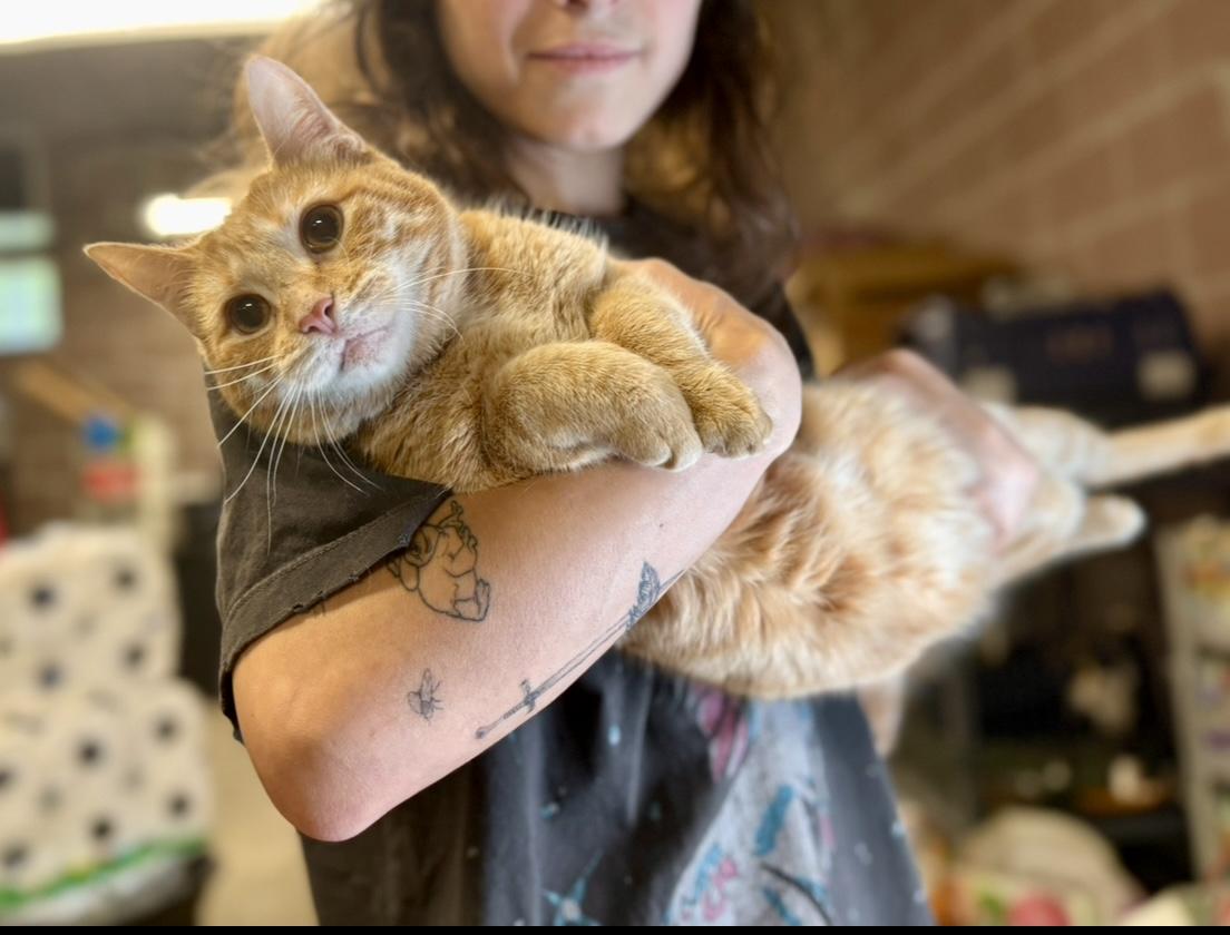 Teeter Totter (wobbly cat), a Adoptable Domestic Short Hair in Covington, LA image 4/6