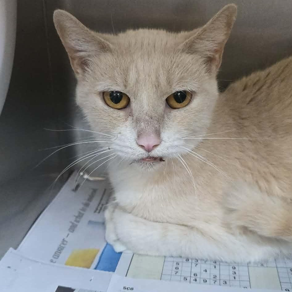 Enlarge Haven, an adopted Domestic Short Hair in Orange, VA image 1/1