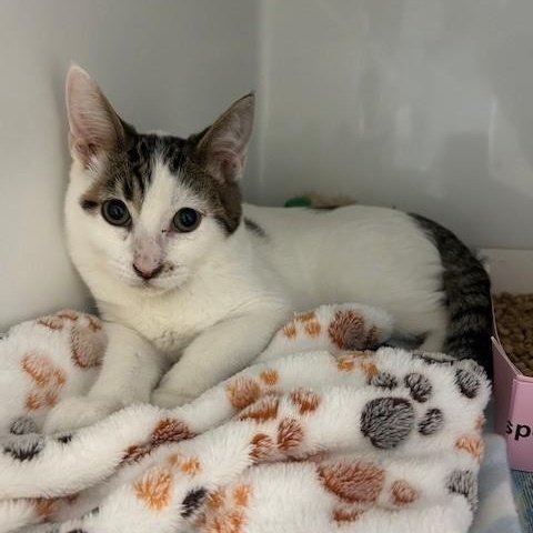 Poka Dot, adoptable, Young Male Domestic Short Hair.