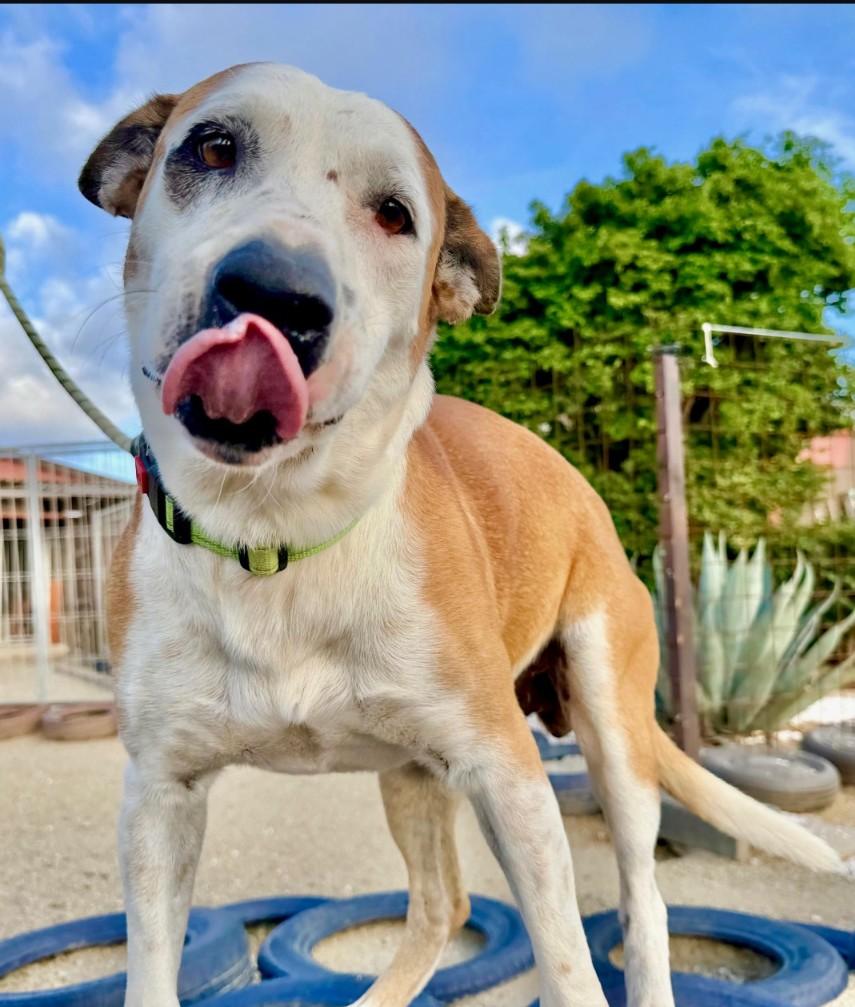 Enlarge Scout, a ADOPTABLE mixed breed in CHURCHVILLE, NY image 3/4
