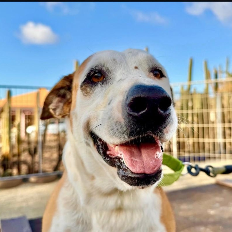 Scout, ADOPTABLE, Adult Male Mixed Breed.