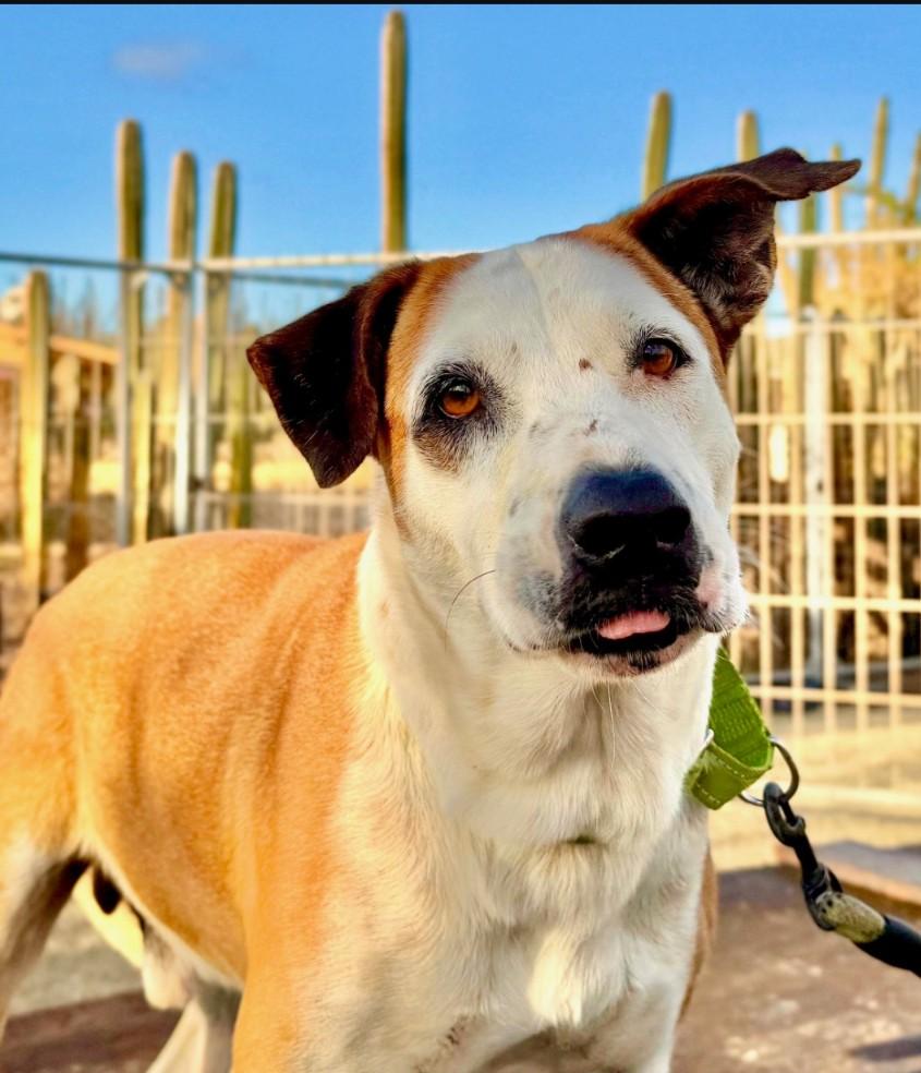 Enlarge Scout, a ADOPTABLE mixed breed in CHURCHVILLE, NY image 4/4
