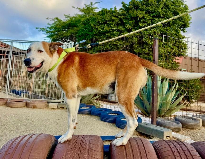 Enlarge Scout, a ADOPTABLE mixed breed in CHURCHVILLE, NY image 2/4