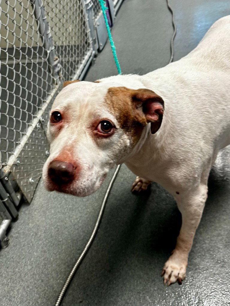 DA 25 Piglet HHS RRP, Adoptable, Adult Female Pit Bull Terrier.
