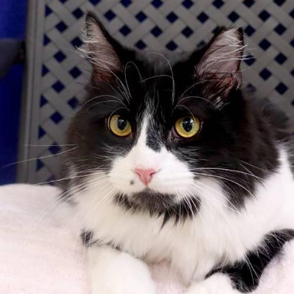 Enlarge Pablo, a Adoptable mixed breed in Fort Davis, TX image 1/1