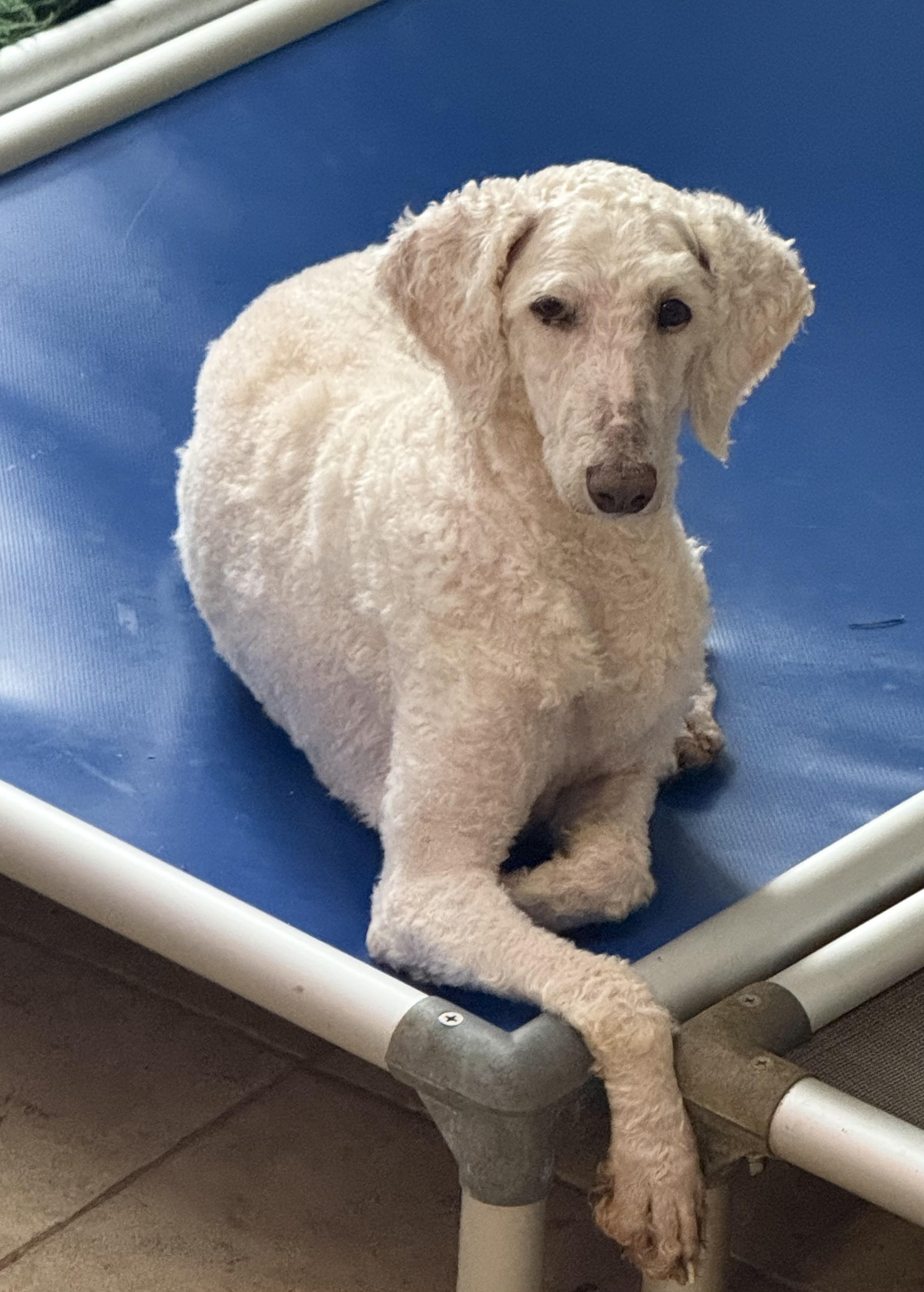 Winter, a Adoptable Standard Poodle in Maine, NY image 2/3