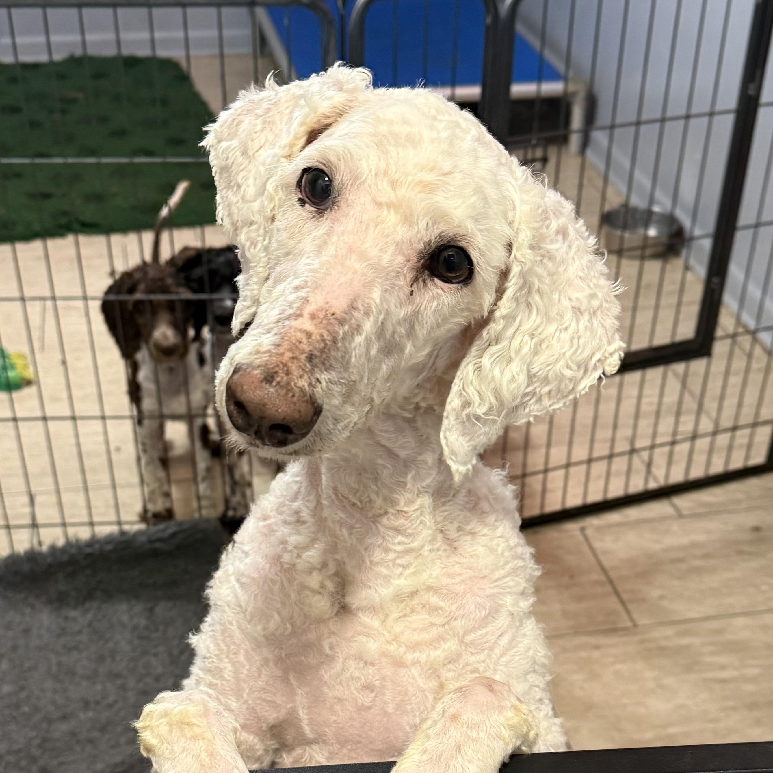 Winter, a Adoptable Standard Poodle in Maine, NY image 1/3