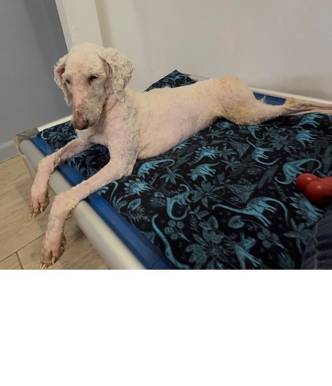 Winter, a Adoptable Standard Poodle in Maine, NY image 3/3