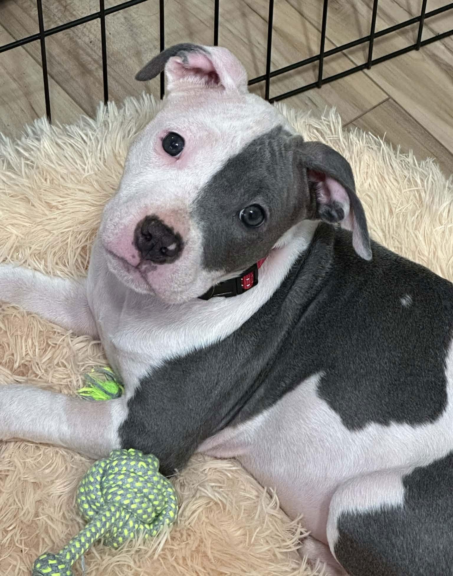 Enlarge Dixie, a Adoptable Pit Bull Terrier in Spotsylvania, VA image 2/3