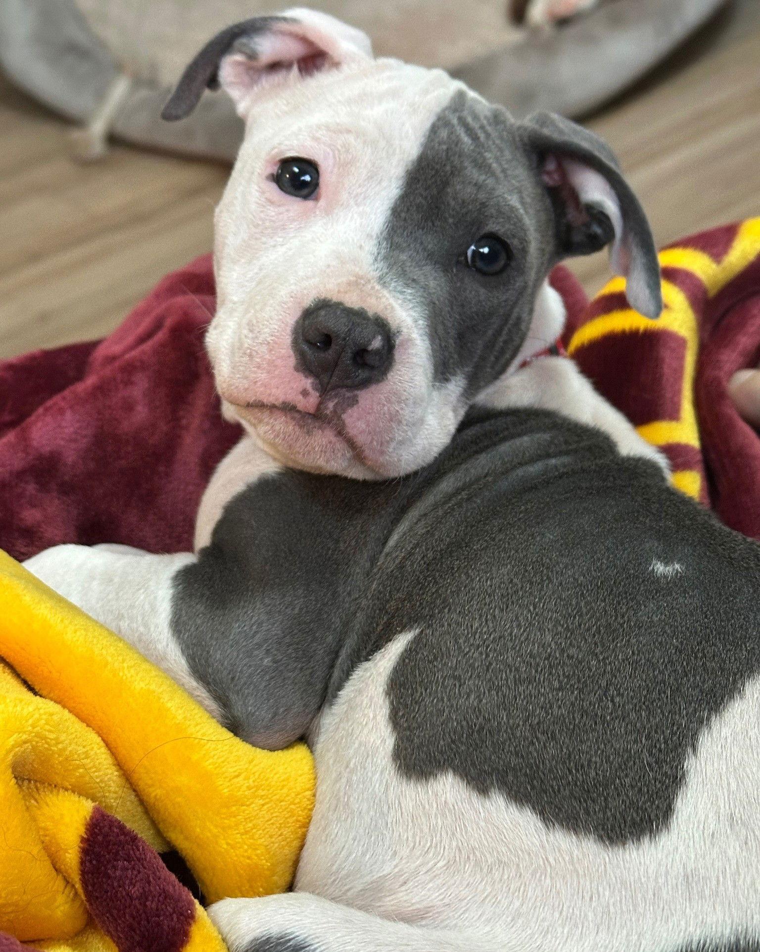 Enlarge Dixie, a Adoptable Pit Bull Terrier in Spotsylvania, VA image 3/3