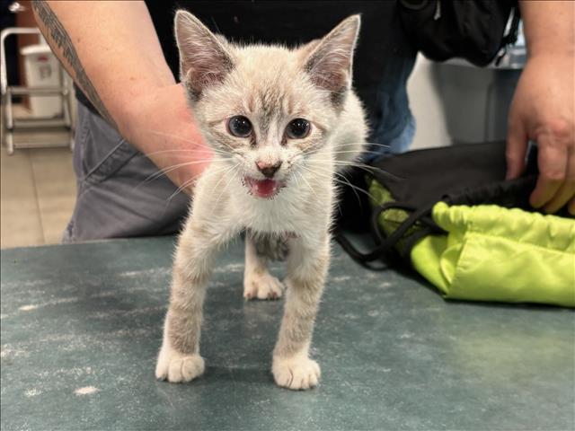 PUDDING, Adoptable, Kitten Female Domestic Short Hair.